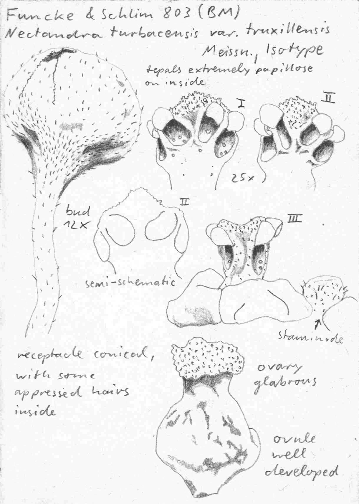 preview Nectandra turbacensis var. truxillensis Meisn.